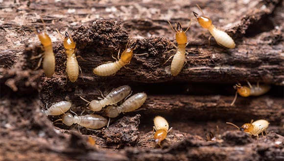 Termite and wood destroying organisim (WDO) inspection services from The Way Professional Services Home Inspections